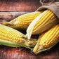 Organic Early Sunglow Sweet Corn Seeds