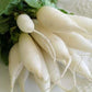 Heirloom Organic Short Top White Icicle Radish Seeds