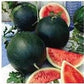 Heirloom Organic Black Diamond Watermelon Seeds (aka Cannonball Watermelon, Florida Giant Watermelon)