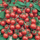 Heirloom Organic Heirloom Organic Tumbler Tomato Seeds (The Best Tomato On Earth For Hanging Baskets)