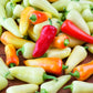 Heirloom Organic Santa Fe Hot Pepper Seeds (A.K.A. Guero Pepper, Yellow Guero Chili Pepper, Yellow Hot Chili Pepper)