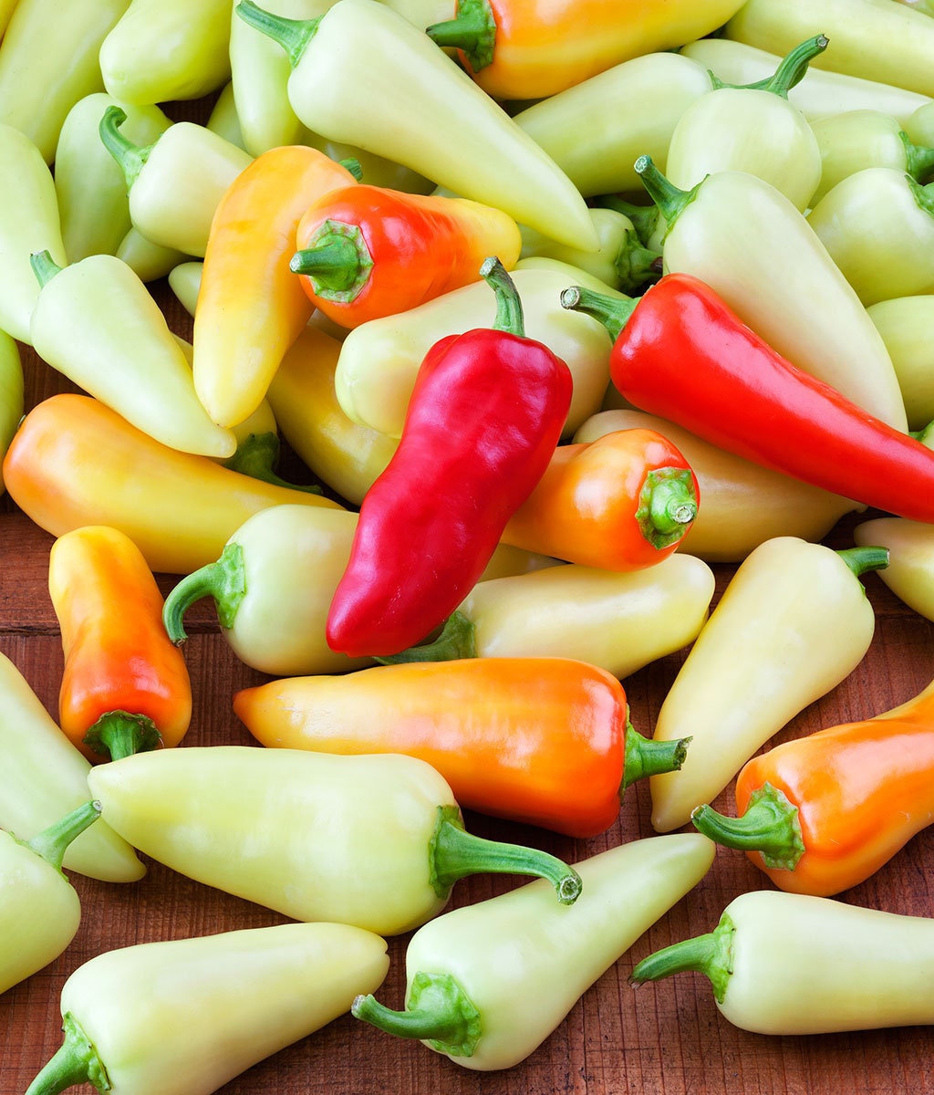 Heirloom Organic Santa Fe Hot Pepper Seeds (A.K.A. Guero Pepper, Yellow Guero Chili Pepper, Yellow Hot Chili Pepper)