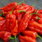 GHOST PEPPER Pepper Seeds (Aka Naga Viper Chili, Snake Pepper, Bhut Jolokia Hot Pepper)