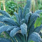 Heirloom Organic Dinosaur Kale Seeds (AKA Toscano Kale / Tuscan Kale / Italian Kale / Dinosaur Kale / Cavolo Nero / Black Leaf )