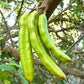 Rare Organic Carob Tree Seeds (Locust Bean Tree/ St. John's Bread Tree)
