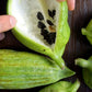 Rare Organic Heirloom Caigua Seeds (Aka Slipper Gourd, Achocha,  Cyclanthera pedata, stuffing cucumber)
