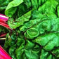 Organic Heirloom Ruby Red Swiss Chard Seeds