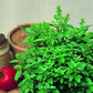 Organic Heirloom Spicy Globe Basil Seeds
