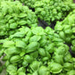 Organic Heirloom Genovese Basil Seeds