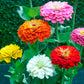 Organic Heirloom State Fair Zinnia Flower Seed Mix