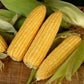 Heirloom Organic Golden Cross Bantam Sweet Corn Seeds