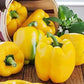 Organic Heirloom SunBright Sweet Pepper Seeds