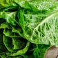 Organic Heirloom Little Caesar Lettuce Seeds