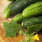 Organic Heirloom Poinsett 76 Cucumber Seeds