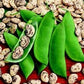 Organic Heirloom Giant Calico (Christmas) Lima Bean (Pole beans) Seeds