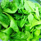 Organic Heirloom Bloomsdale Long standing Spinach Seeds