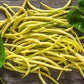 Heirloom Organic Cherokee Wax yellow bush bean seeds