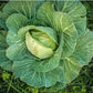 Organic Heirloom Copenhagen Early Market Cabbage Seeds
