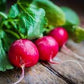 Heirloom Organic Early Scarlet Globe Radish Seeds