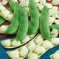 Heirloom Organic White Dixie Butterpea Bush Lima Bean seeds