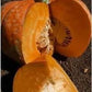 Rare Pumpkin! Heirloom Organic Amish Pie Pumpkin seeds