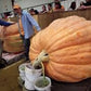 Organic Dill's Atlantic GIANT Pumpkin seeds pack