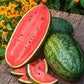 Heirloom Organic Georgia Rattlesnake Watermelon seeds