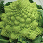 Rare Heirloom Organic Romanesco Italia Broccoli Seeds