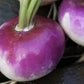 Heirloom Organic American Purple Top Rutabaga
