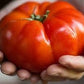 Heirloom Organic Mortgage Lifter Tomato Seeds