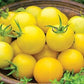 Organic honey delight hybrid tomato seeds