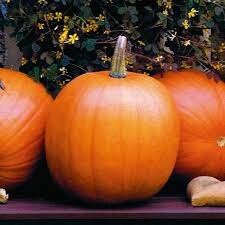 Heirloom Organic Jack O' Lantern Pumpkin Seeds