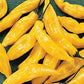Heirloom Organic Aj Hot Lemon Hot Pepper Seeds