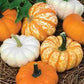 Jack Be Little Pumpkin Seeds