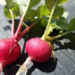 Organic Heirloom Radish Garden Giant Seeds
