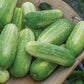 Organic Picklebush Cucumber Seeds
