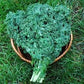 Heirloom Organic Dwarf Siberian Improved Kale Seeds