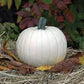 Organic Heirloom Casper pumpkin Seeds