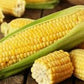 Heirloom Organic Kandy Korn Sweet Corn Seeds