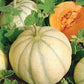 RARE HEIRLOOM Organic Charentais Melon Seeds (Aka French Cantaloupe)