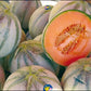 RARE HEIRLOOM Organic Charentais Melon Seeds (Aka French Cantaloupe)