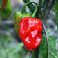 Heirloom Organic Red Scotch Bonnet Seeds (Aka Bonney Peppers, Caribbean Red Peppers)
