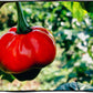 Heirloom Organic Red Scotch Bonnet Seeds (Aka Bonney Peppers, Caribbean Red Peppers)