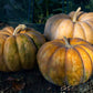 RARE Heirloom Organic Cinderella Pumpkin Seeds (Musquee De Provence Pumpkin, Fairytale pumpkin)