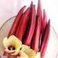 Heirloom Organic Red Burgundy Okra Seeds