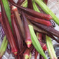 Heirloom Organic Red Burgundy Okra Seeds