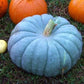 VERY RARE Heirloom Organic Giant Show Winner Pumpkin Seeds