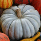 RARE Organic Heirloom Jarrahdale Pumpkin Seeds