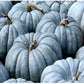 RARE Organic Heirloom Jarrahdale Pumpkin Seeds