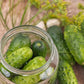 Heirloom Organic Straight Eight Cucumber Seeds